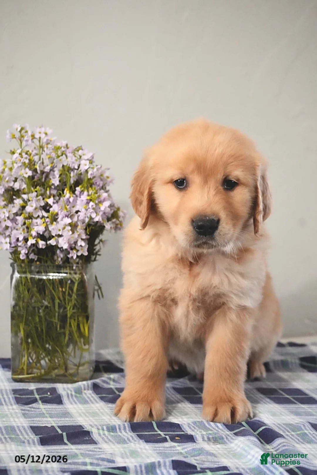 Golden Retriever dogs for sale: Delilah - Ad 2