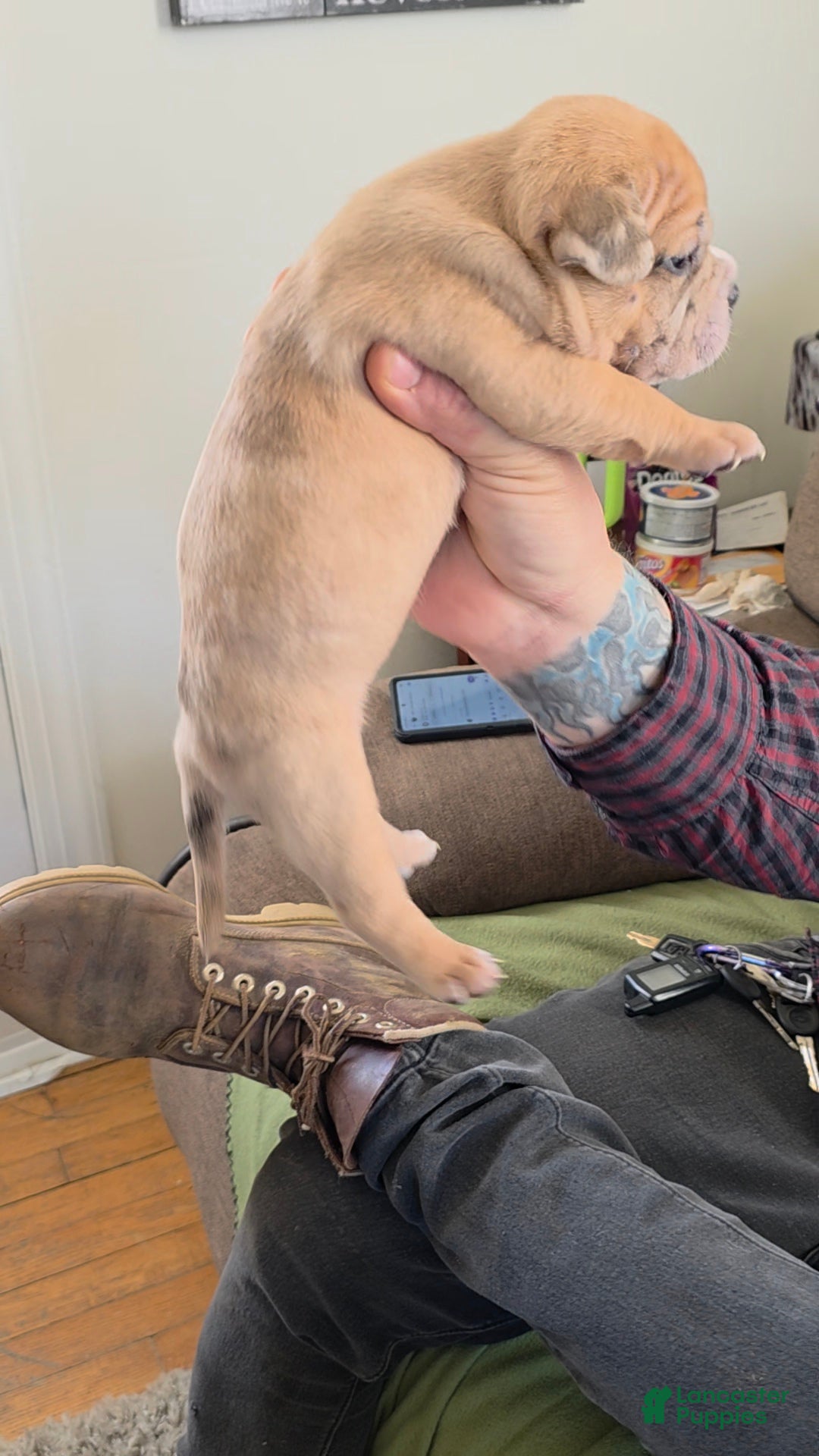 American Bully dogs for sale: Stella - Ad 1