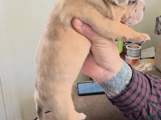 American Bully dogs for sale: Stella - Ad 1