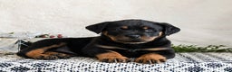 Rottweiler dogs for sale: Indie - Ad 4