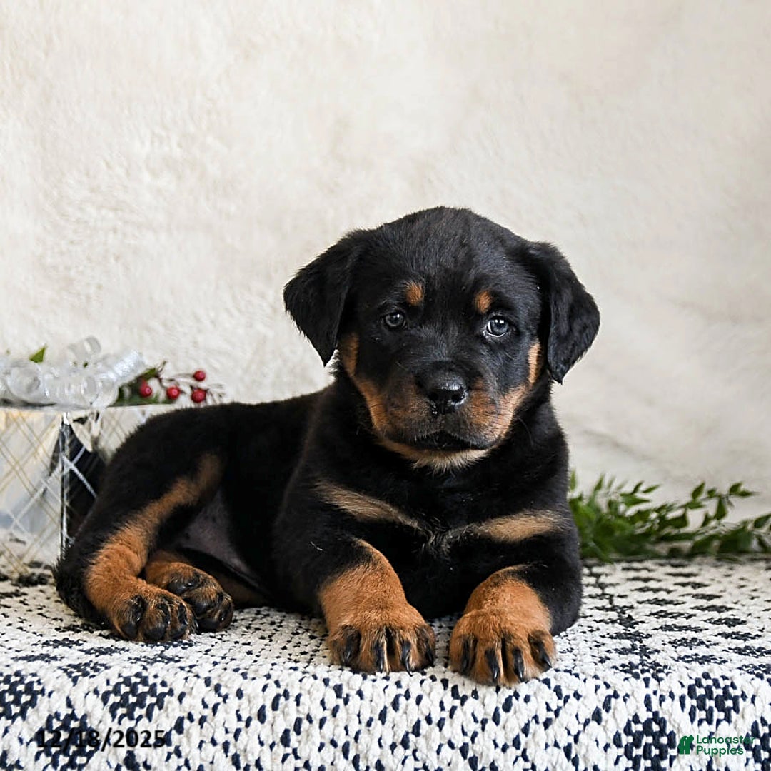 Rottweiler dogs for sale: Indie - Ad 4