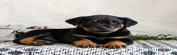 Rottweiler dogs for sale: Indie - Ad 4