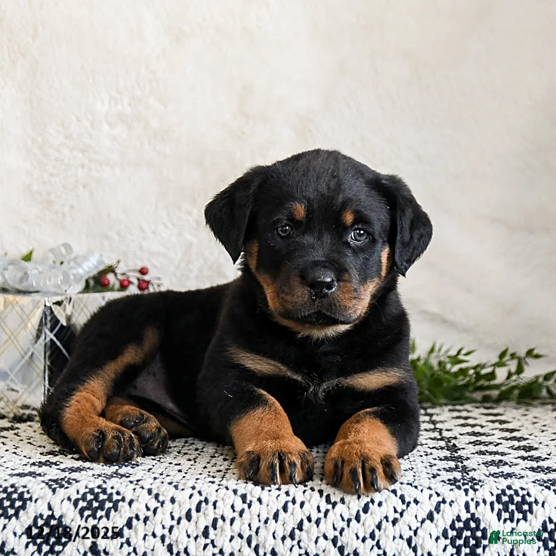 Rottweiler dogs for sale: Indie - Ad 4