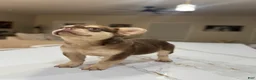 French Bulldog dogs for sale: French Bulldog  - Ad 3
