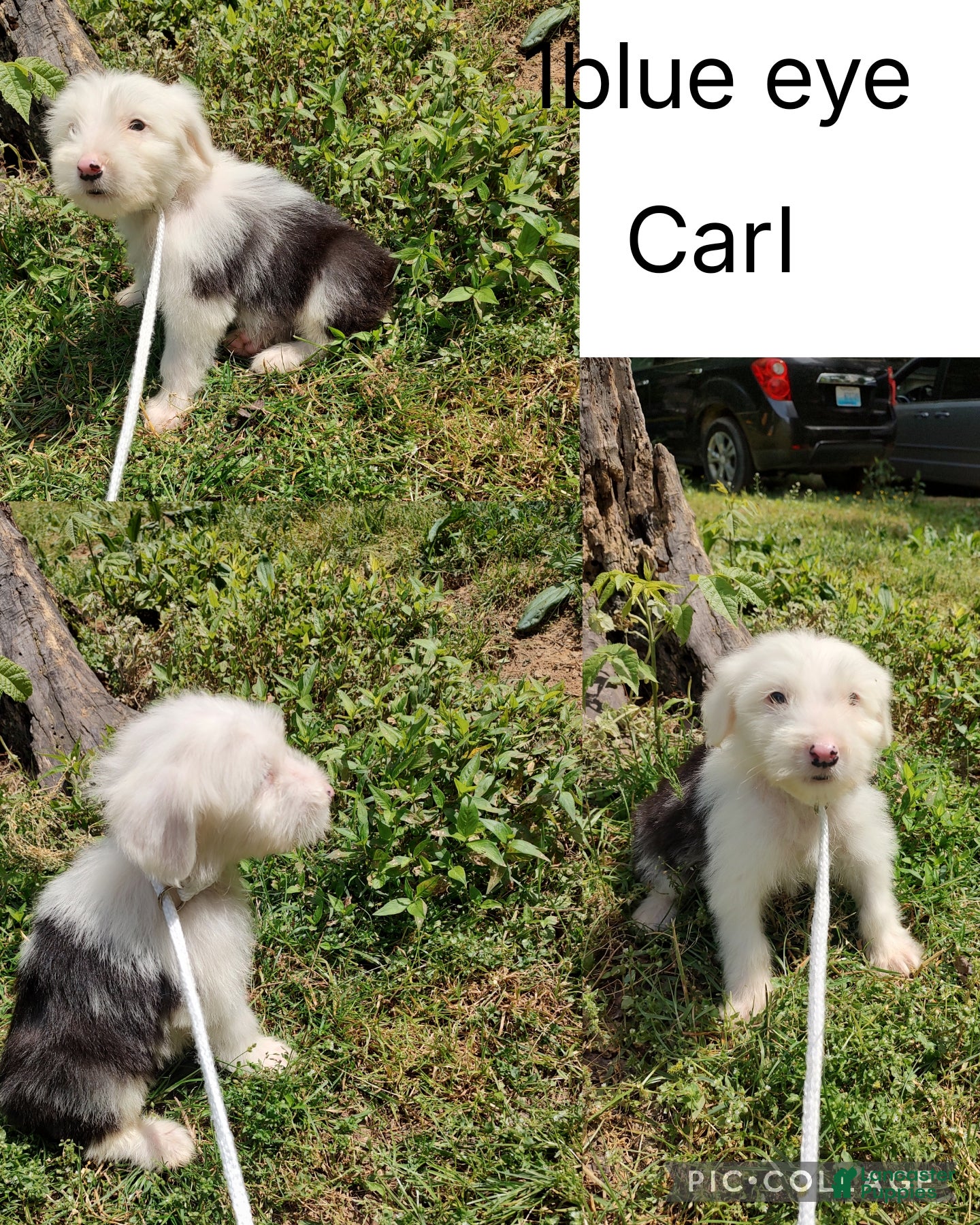 Old English Sheepdog dogs Old English Sheepdog Carl - Ad 1