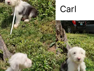 Old English Sheepdog dogs for sale: Old English Sheepdog Carl - Ad 2