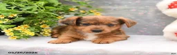 Dorkie dogs for sale: Petey - Ad 4