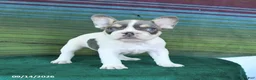 French Bulldog dogs for sale: Oliver - Ad 2
