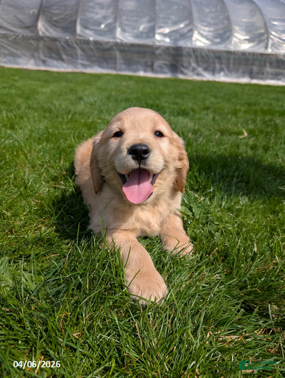 Mixed Breed dogs for sale: Arlin - Ad 1