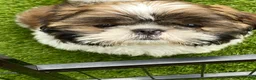 Shih Tzu dogs for sale: Shih Tzu 1 - Ad 8