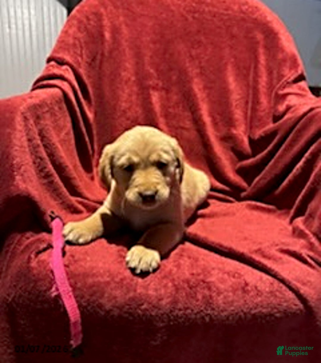 Goldador dogs for sale: Ashley - Ad 6