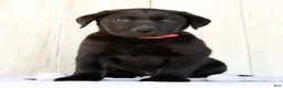 Labrador Retriever dogs for sale: Autumn - Ad 4
