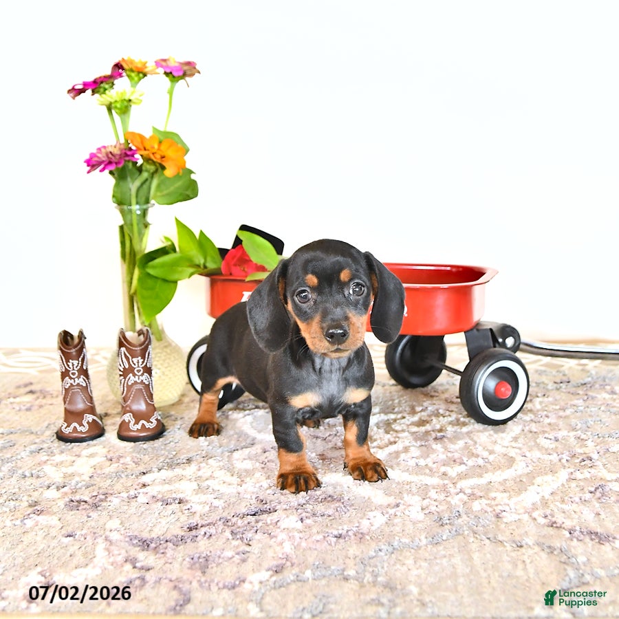 Miniature Dachshund dogs Daisy - Ad 2