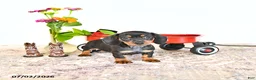 Miniature Dachshund dogs for sale: Daisy - Ad 2