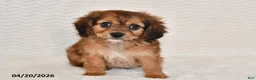 Cavapoo dogs for sale: Baxter - Ad 3