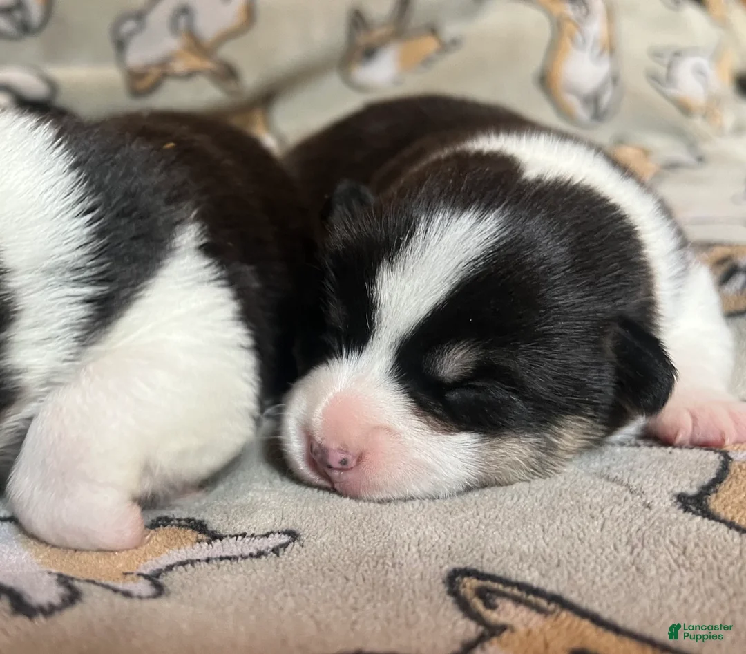 Welsh Corgi Pembroke dogs for sale: Kindle - Ad 2