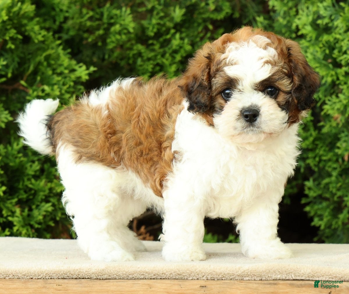 Mixed Breed dogs for sale: Honey - Ad 6