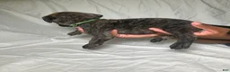 Presa Canario dogs for sale: Presa Canario 14 - Ad 2