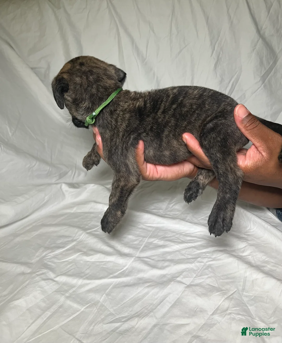 Presa Canario dogs for sale: Presa Canario 14 - Ad 2