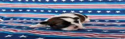 Shih Tzu dogs for sale: Queenie Shih Tzu  - Ad 7