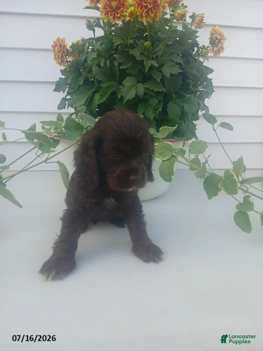 Cocker Spaniel dogs for sale: Trixie - Ad 1