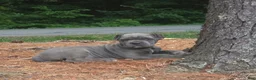 Cane Corso dogs for sale: SMURFET - Ad 3
