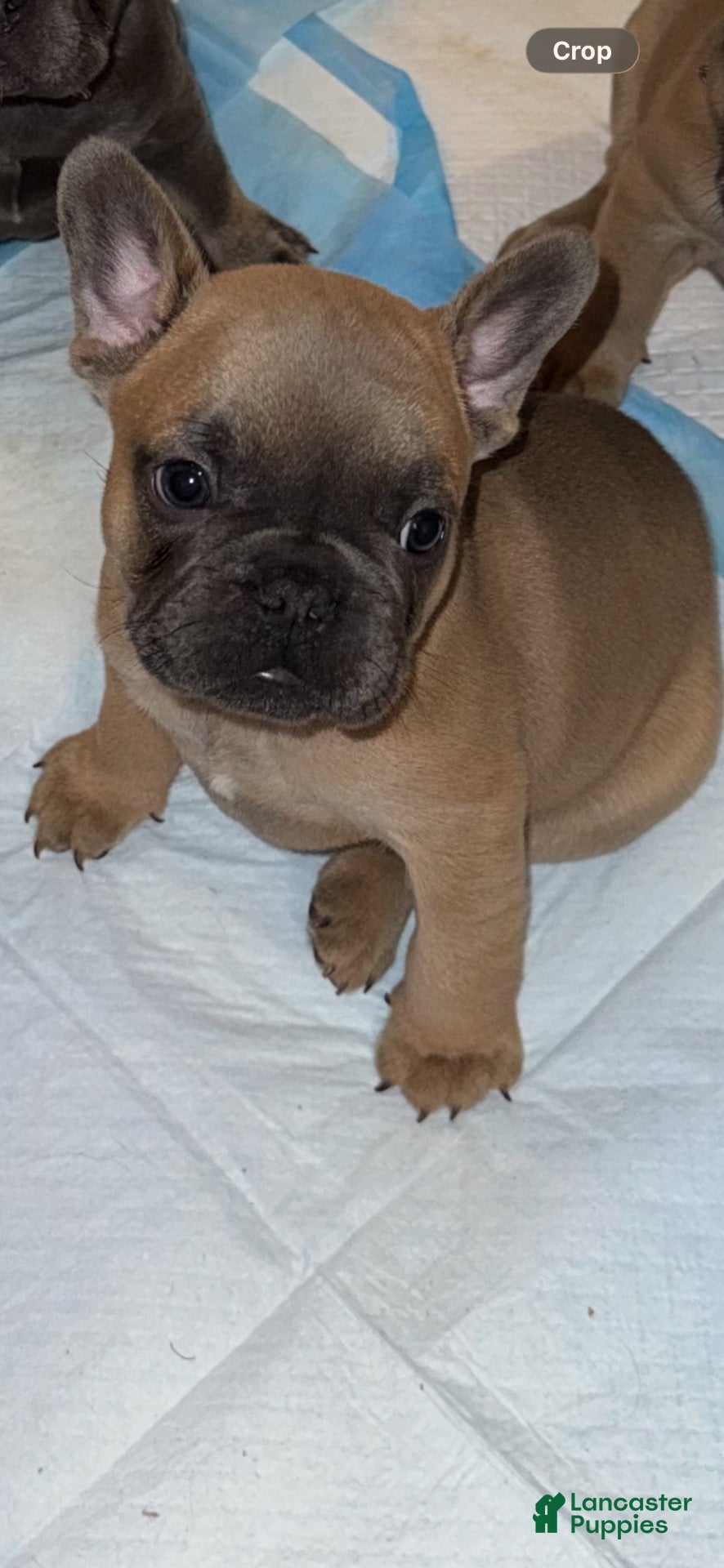 French Bulldog dogs for sale: French Bulldog 1 - Ad 1