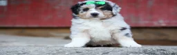 Miniature Australian Shepherd dogs for sale: LANDON [ new pictures] - Ad 25