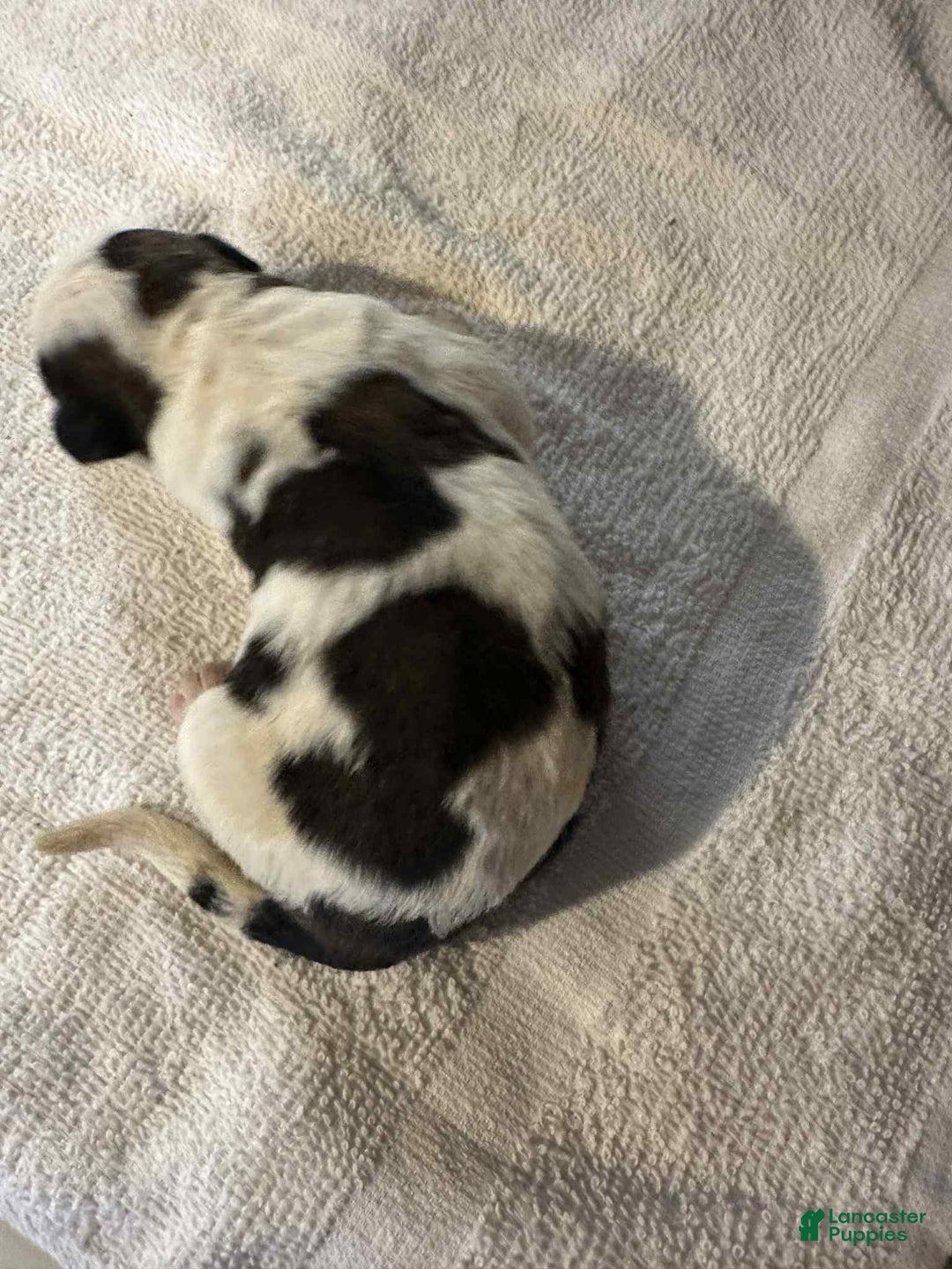 Saint Bernard dogs for sale: Puppy 3 - Ad 5