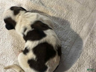 Saint Bernard dogs - Ad 29