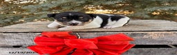 Rat Terrier dogs for sale: Marlow - Ad 1