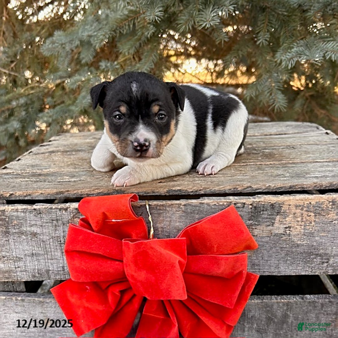 Rat Terrier dogs for sale: Marlow - Ad 1