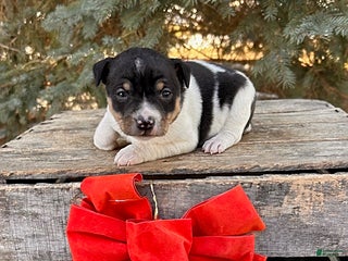 Rat Terrier dogs Marlow - Ad 5