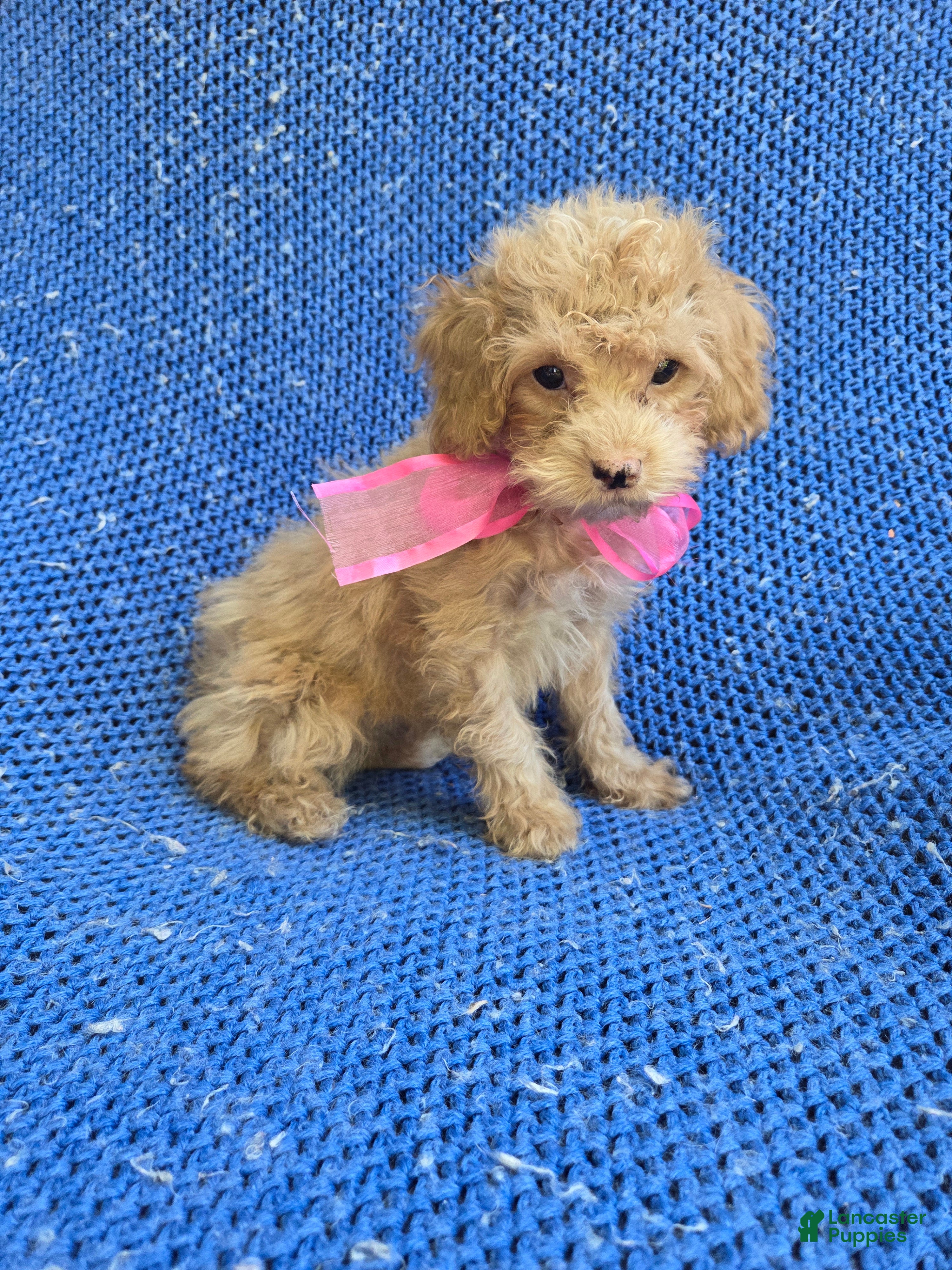 Maltipoo dogs Venessa  - Ad 22