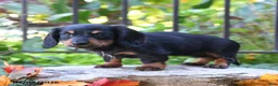 Miniature Dachshund dogs for sale: Nugget - Ad 4