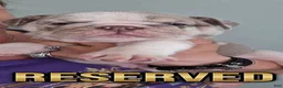 English Bulldog dogs for stud: Riptide JR - Ad 16