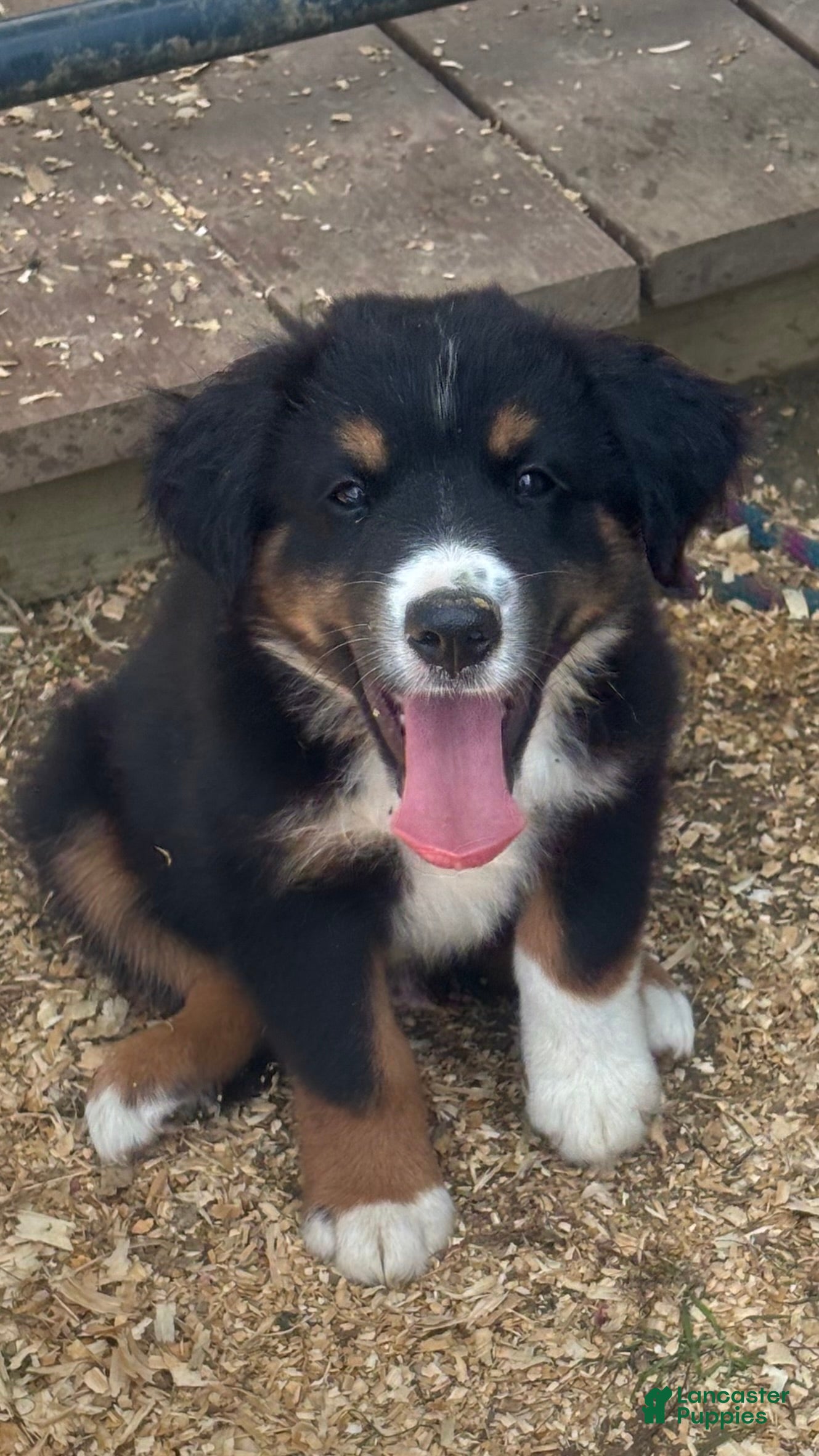 Miniature Australian Shepherd dogs #10 Winston - Ad 1