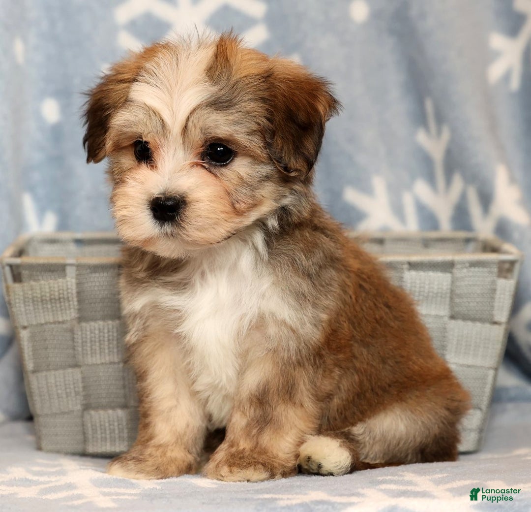 Yochon dogs for sale: Ollie - Ad 9