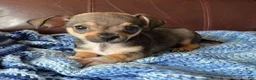 Chiweenie dogs for sale: Chiweenie 4 - Ad 6