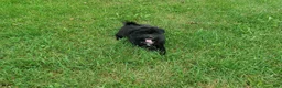 Mixed Breed dogs for sale: Fern - Ad 5