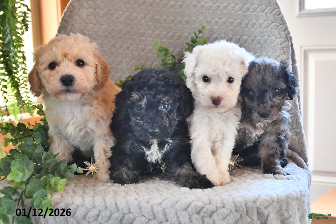 Bichpoo dogs for sale: Bijou - Ad 5