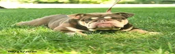 English Bulldog dogs for sale: Bagel  - Ad 3