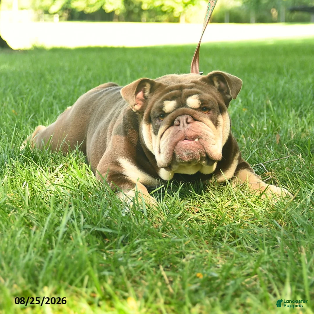 English Bulldog dogs for sale: Bagel  - Ad 3