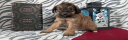 Mixed Breed dogs for sale: Avery - Ad 4