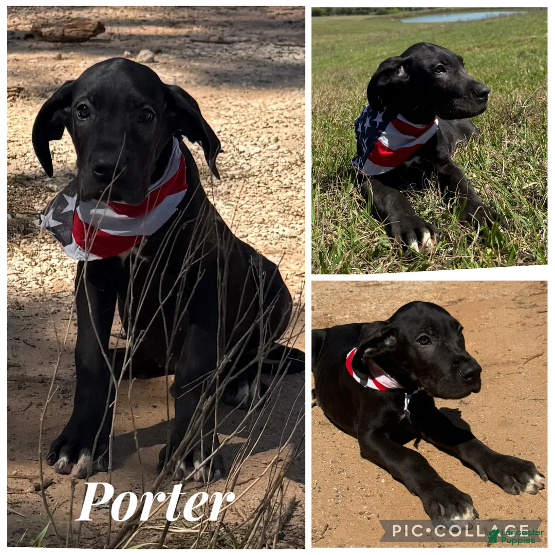 Great Dane dogs for sale: Euro Black Porter  - Ad 1