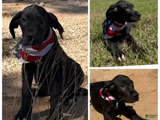 Great Dane dogs Euro Black Porter - Ad 2