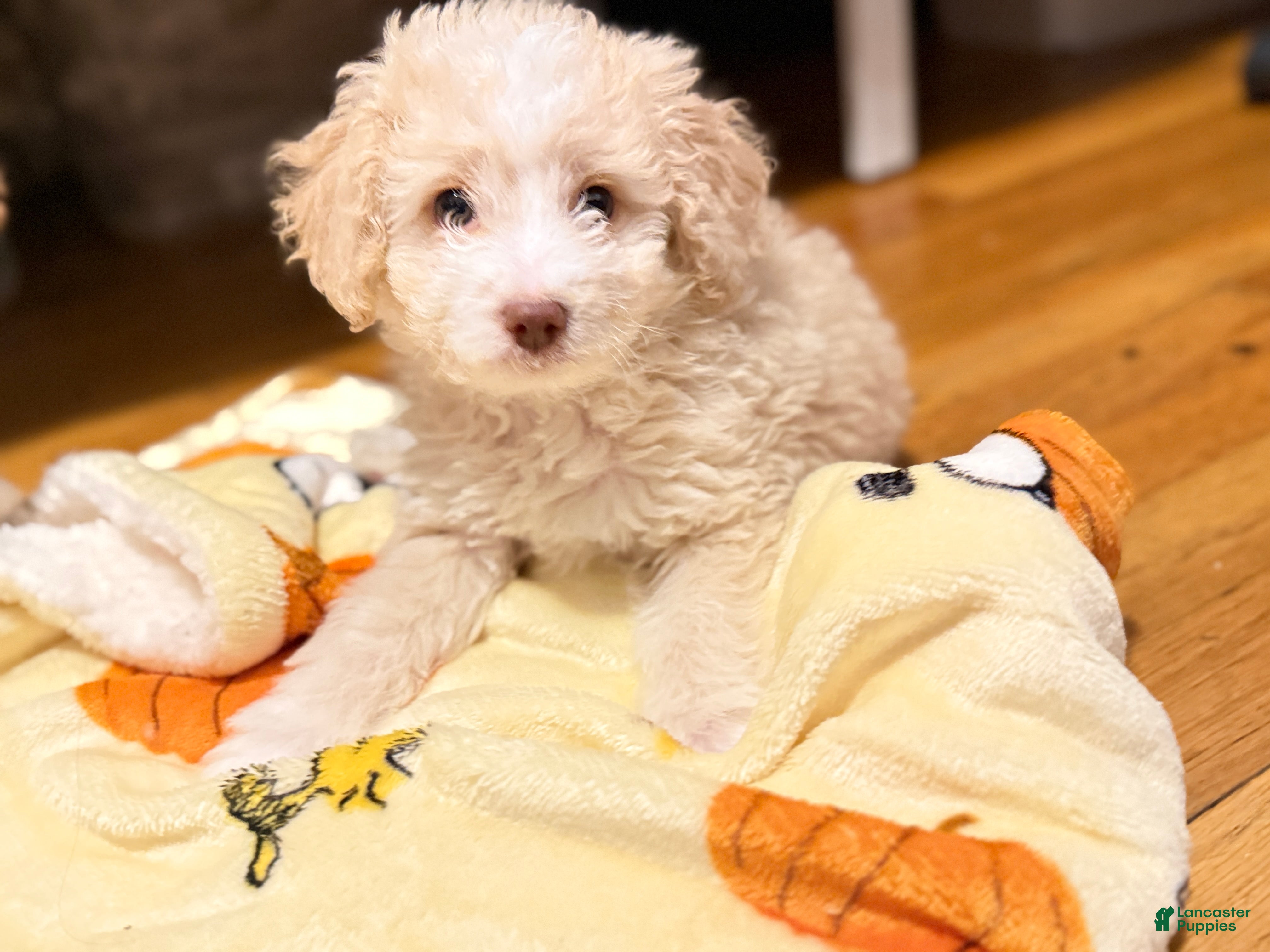 Miniature Poodle dogs Min-gyu /민규 - Ad 13