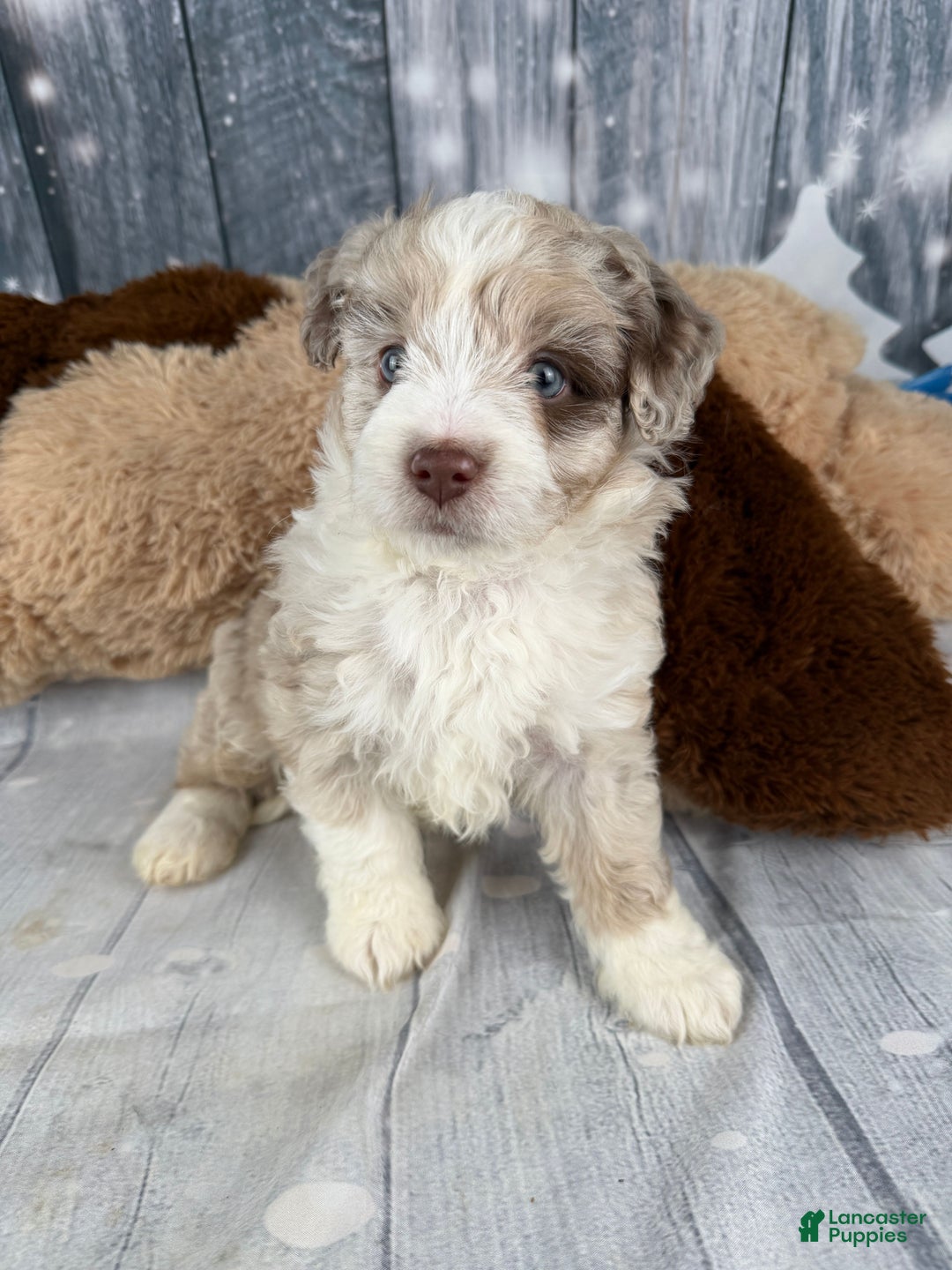 Aussiedoodle dogs for sale: Hendrik - Ad 13