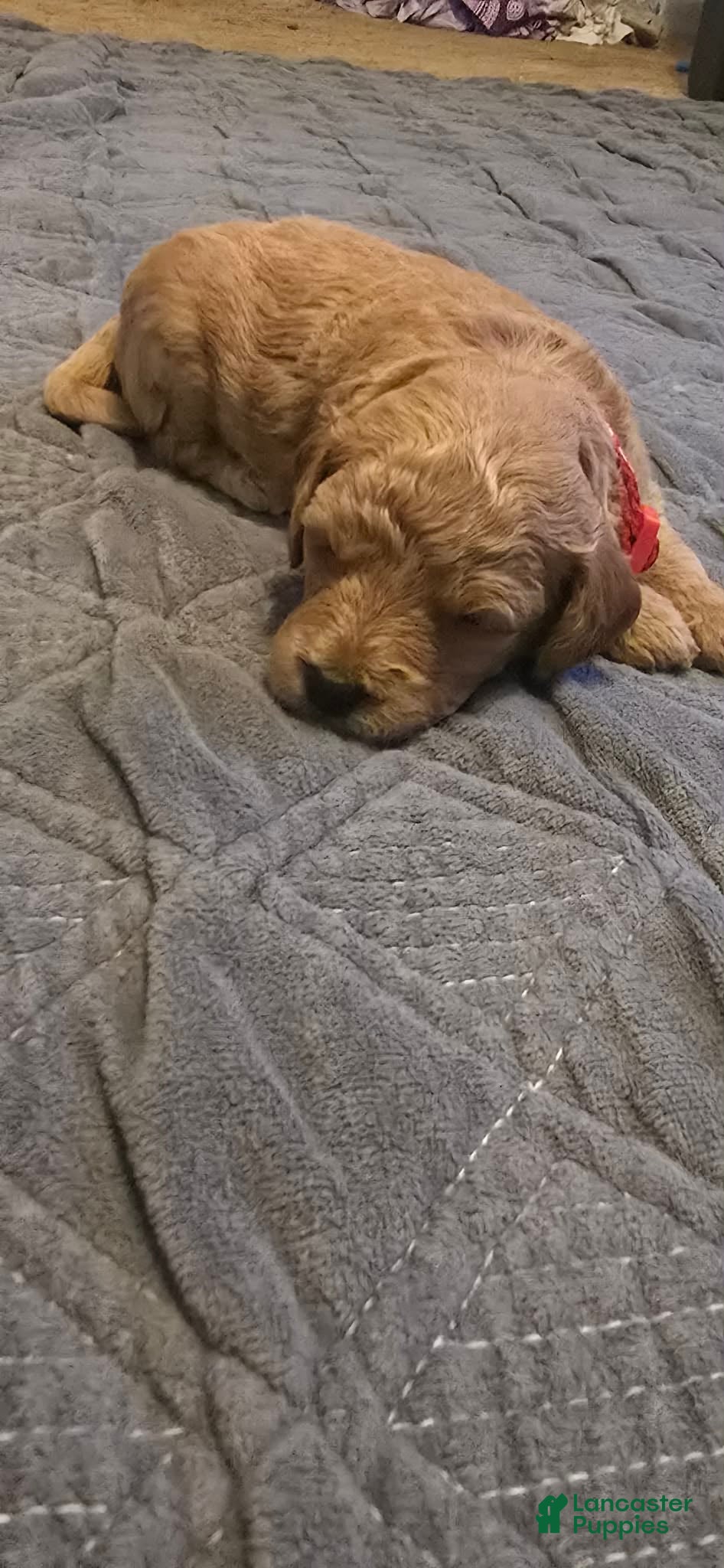 Mini Goldendoodle dogs daisy  - Ad 2