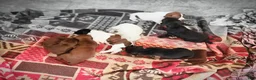 German Shorthaired Pointer dogs for sale: German Shorthaired Pointer 4 - Ad 8